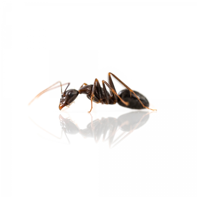 Camponotus sylvaticus